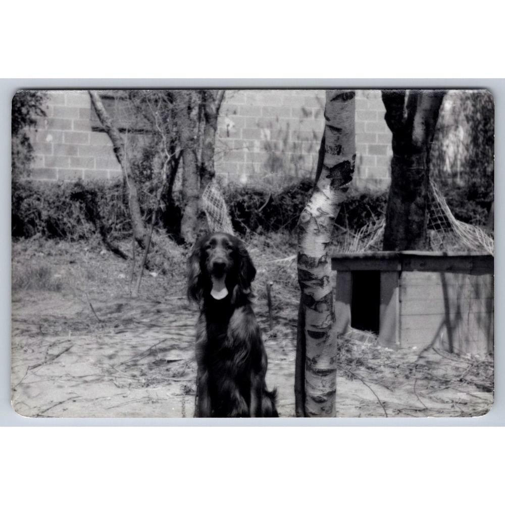 Dog Animal 1950s Snapshot Photograph Outdoor Pet Doghouse Mid-Century